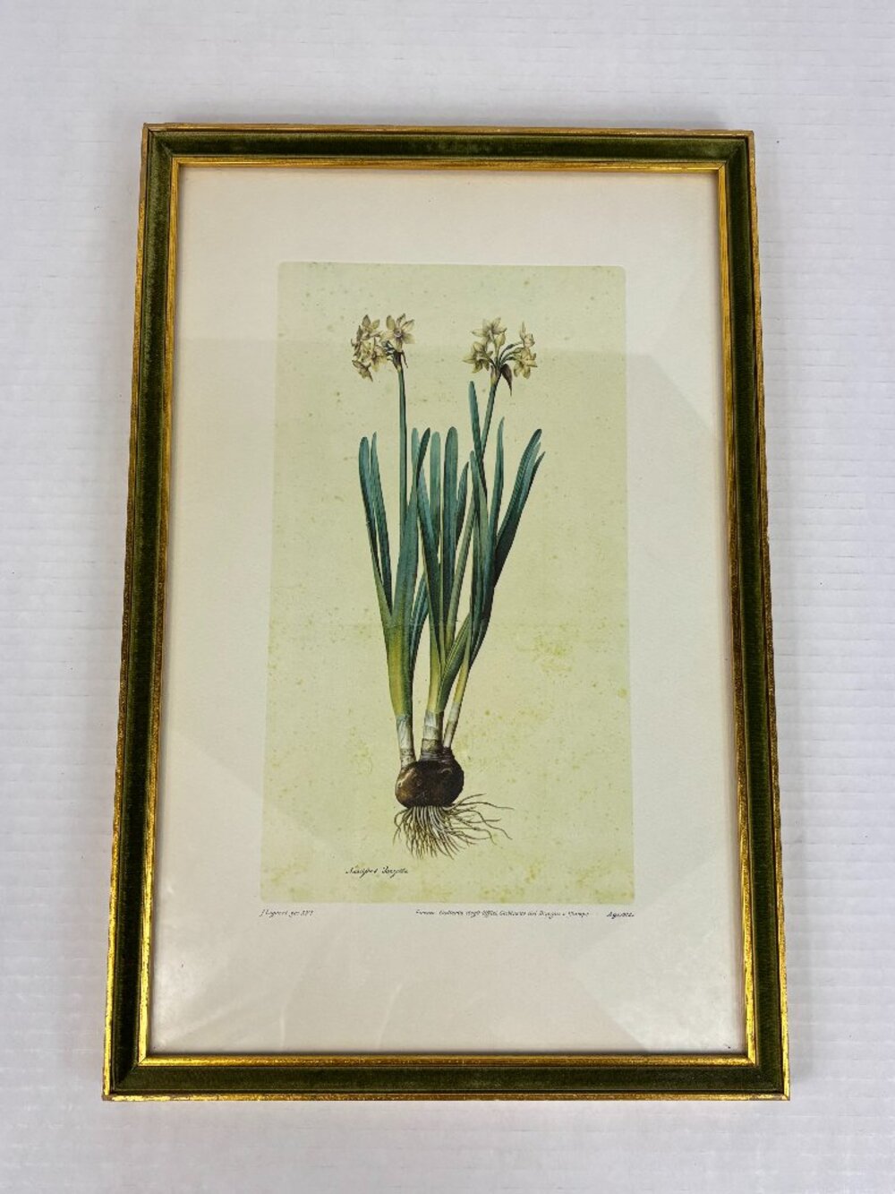 Framed Botanical Print Narcissus Tazetta Uffizi Gallery Floral Art